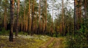 СНЯТ ЗАПРЕТ НА ПОСЕЩЕНИЕ ЛЕСОВ В БАРАНОВИЧСКОМ РАЙОНЕ